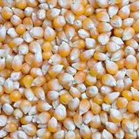 Manufacturers Exporters and Wholesale Suppliers of Yellow Corn Melur Tamil Nadu